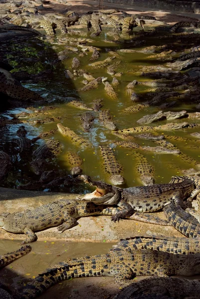 Beaucoup de gros crocodiles dans l'eau — Photo