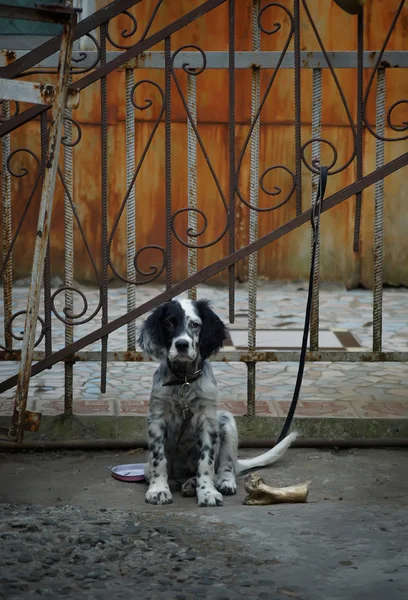 Одинокий щенок с костью — стоковое фото