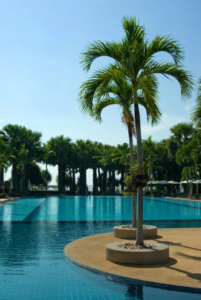 Yüzme Havuzu, palmiye ağacı Stok Fotoğraf