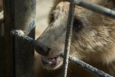 Brown bear in captivity clipart