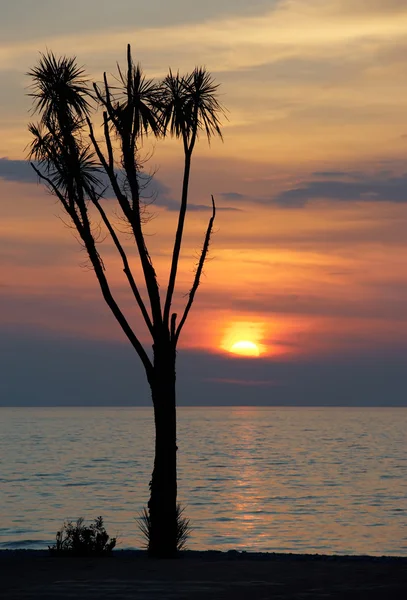 Amazing zonsondergang achter tropische boom — Stockfoto