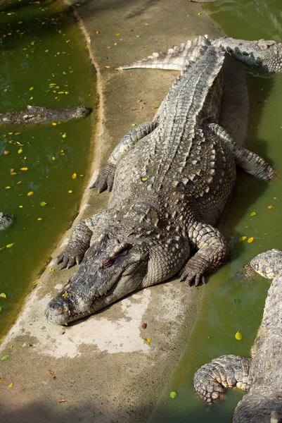Large crocodile resting in the sun — Stok fotoğraf