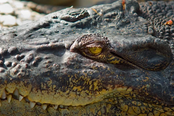 Krokodýl vás sleduje — Stock fotografie