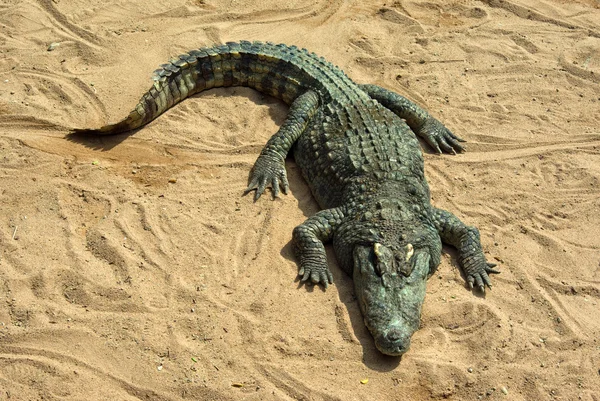 Большой крокодил, отдыхающий на солнце — стоковое фото