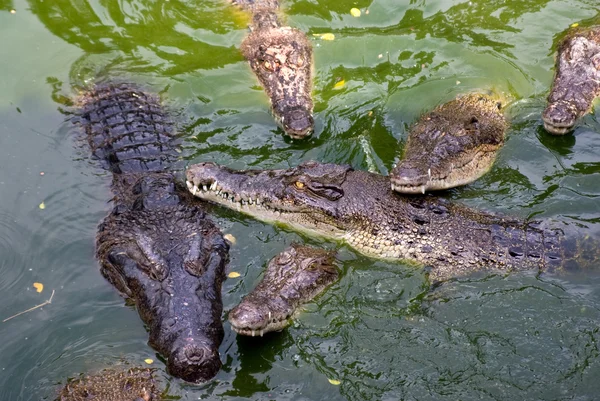 Big crocodiles in the water — Stock Photo, Image