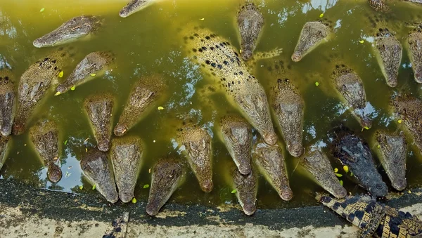 Много больших крокодилов в воде — стоковое фото