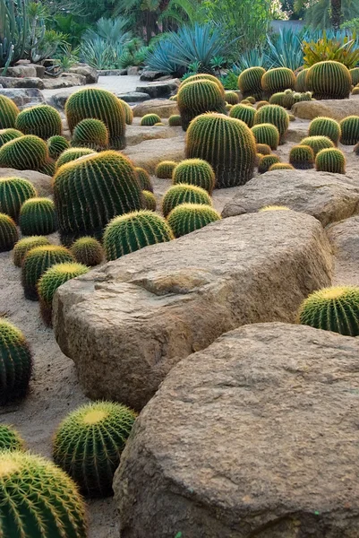 Jardín de cactus y piedra Imagen de archivo