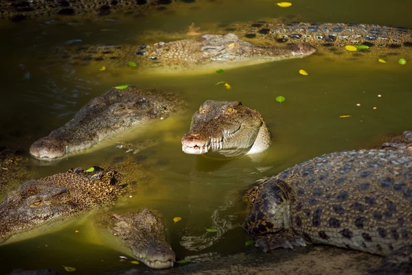 Crocodilo a observar-te Fotografia De Stock