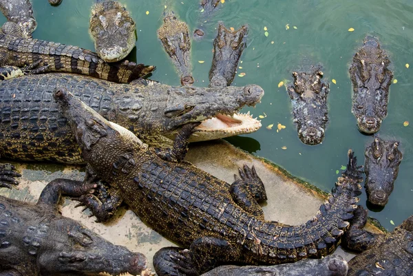 Krokodiler äta varandra Stockbild