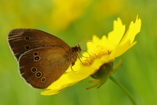 Krása motýla na žluté květině Stock Obrázky