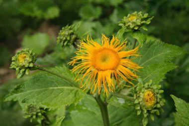 Elecampane clipart