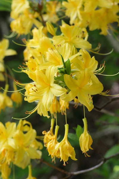Flowers of Rhododendron luteum Sweet — Stock Photo, Image