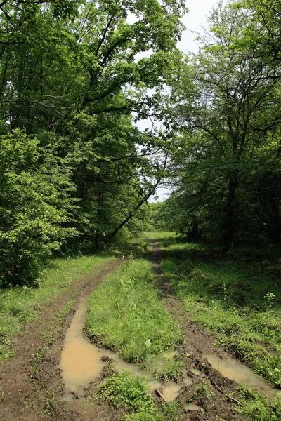 stock image Neglected forest road