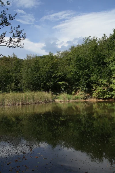 stock image Forest lake.