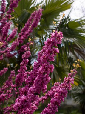 Cercis europea l., sevgi ağacı.