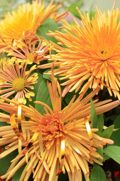 ช่อดอกไม้ของ asters — ภาพถ่ายสต็อก