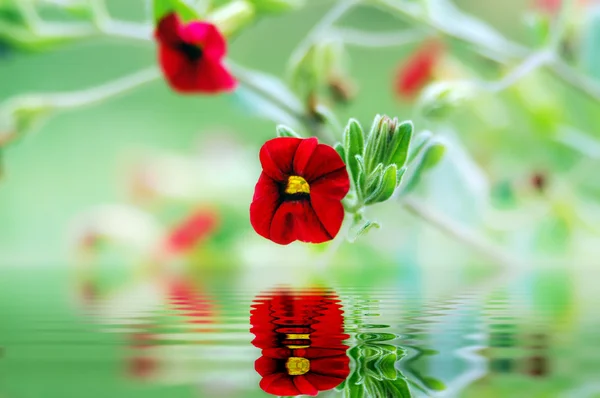 Kırmızı ve yeşil