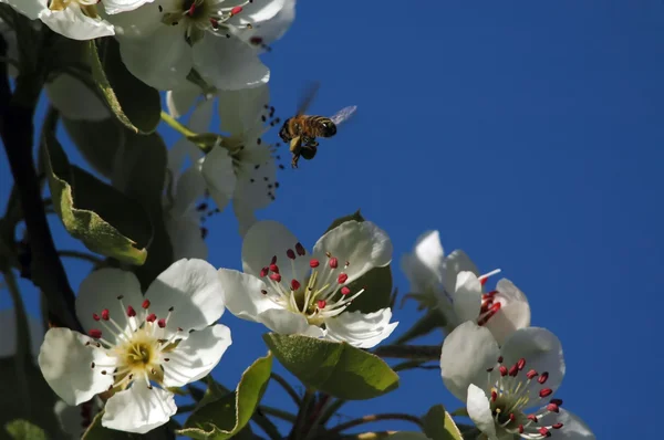 stock image Honey Bee