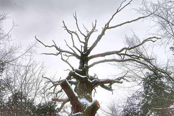 stock image Winter in the forest.