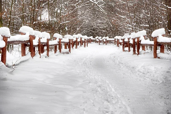 stock image Winter in the forest.