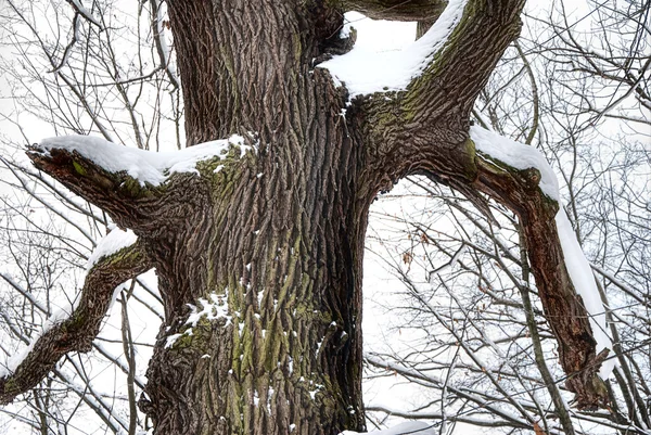 stock image Winter in the forest.