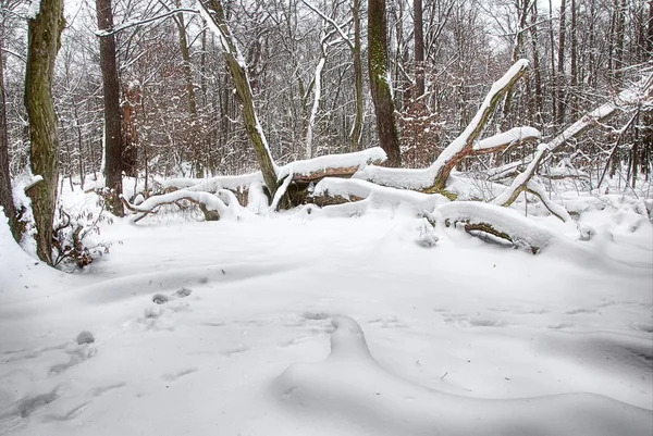 Χειμώνας στο δάσος. — Φωτογραφία Αρχείου