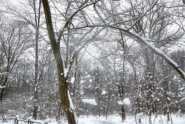 Χειμώνας στο δάσος. — Φωτογραφία Αρχείου