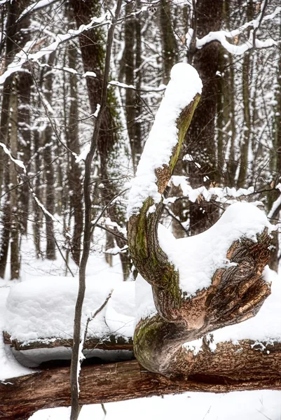 森の中の冬. ロイヤリティフリーのストック画像