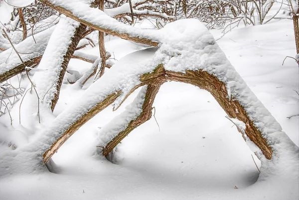 Zima v lese. Stock Snímky