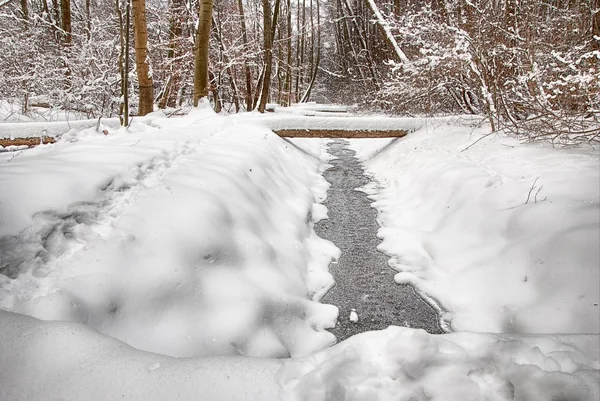 Tél az erdőben. Stock Kép