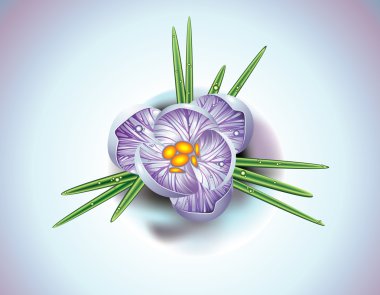 First spring flower clipart