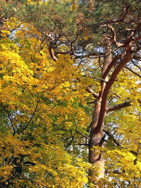 Autumn wood a sunny day — Stock Photo, Image