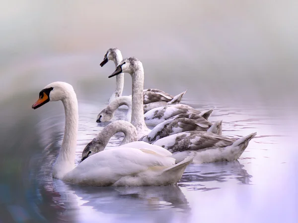 Cisnes blancos — Foto de Stock