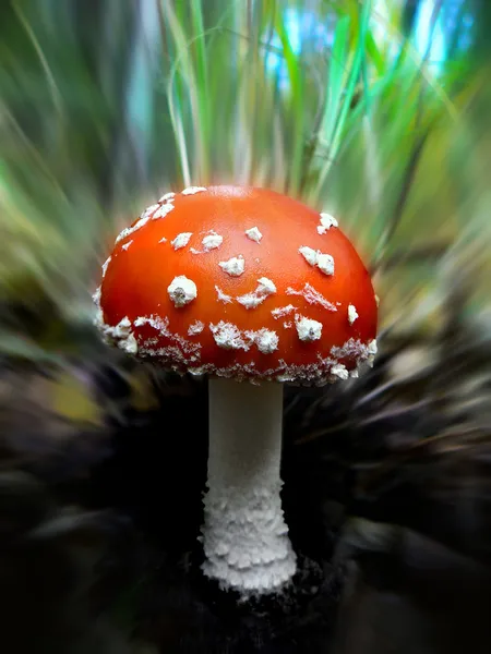Fly-agaric is in the forest — Stock Photo, Image