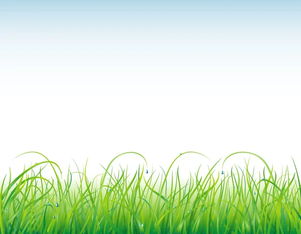 Background with the grass and drops — Stock Vector