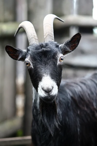 stock image Goat