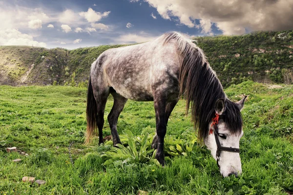 stock image Horse