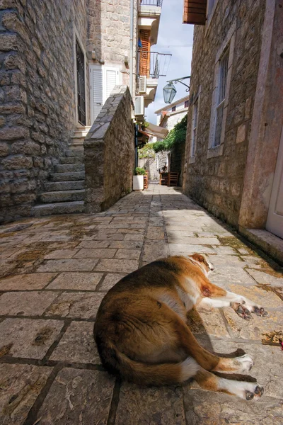 Jadranské pes — Stock fotografie