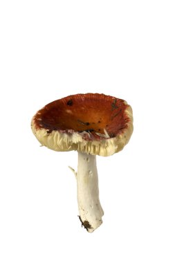 Russula