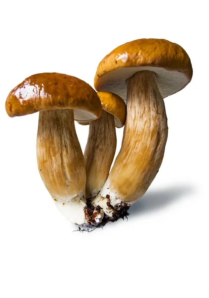 Three mushrooms — Stock Photo, Image
