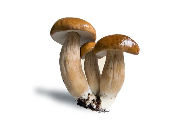 Три гриба — стоковое фото