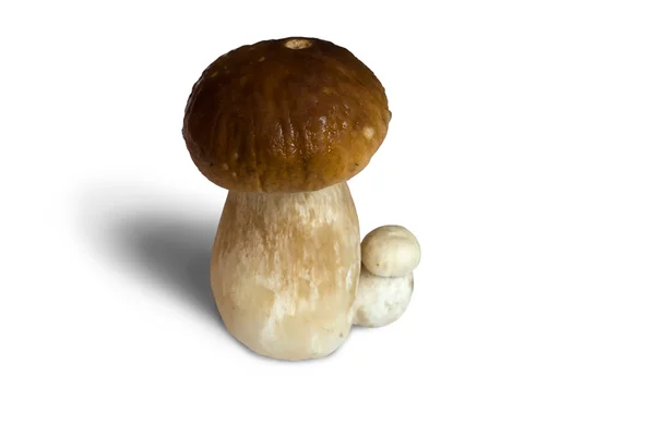 Mushroom with its baby — Stock Photo, Image