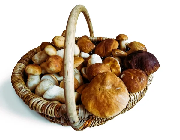 Cesta de cogumelos — Fotografia de Stock