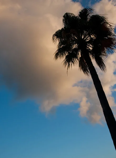 Palm tree agaiist sky — Stock Photo, Image