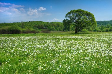 Lonely tree in narcissus valley clipart