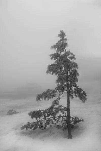 stock image Lonely tree in snow