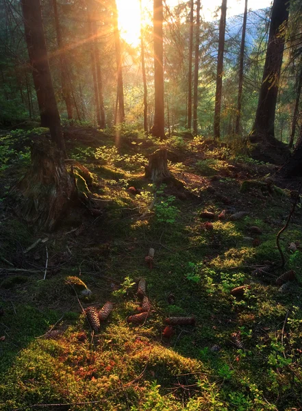 Pôr do sol na floresta Fotos De Bancos De Imagens