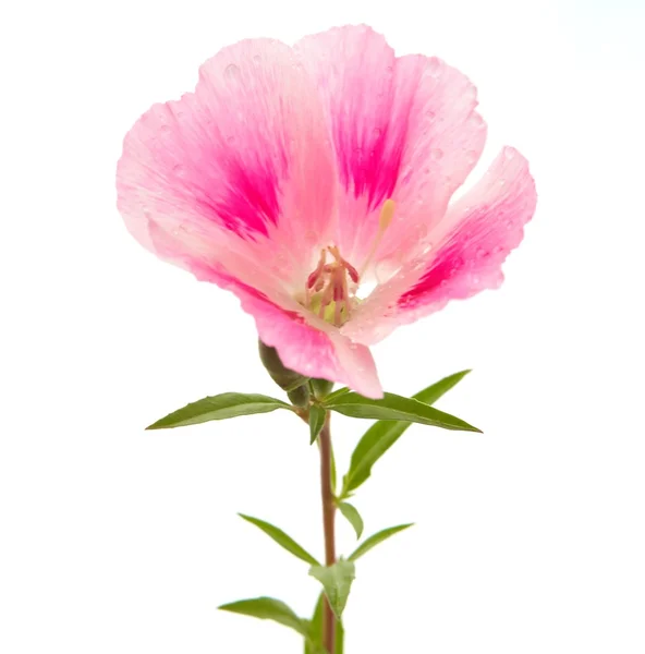 Flor — Fotografia de Stock