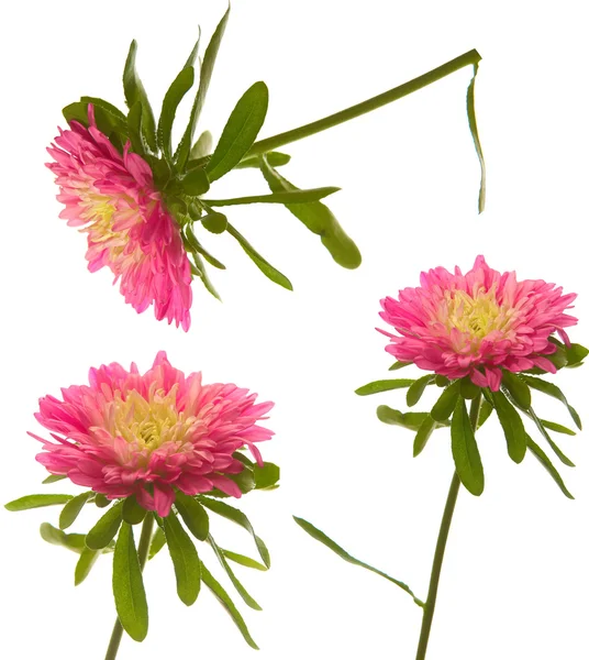 Aster rosso — Foto Stock