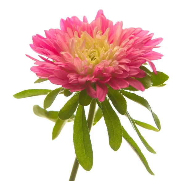 Red aster — Stock Photo, Image